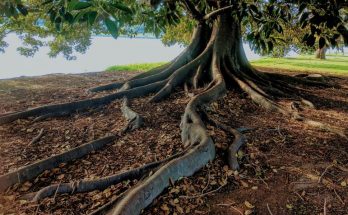 Subulussalamnusantara.org Akar Janji Terselisihi